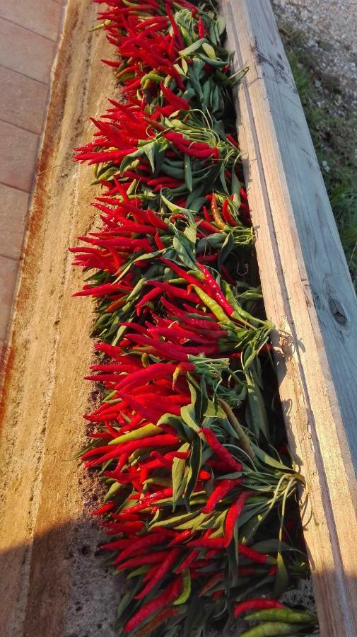 Sonnellino In Maremma Βίλα Massa Marittima Εξωτερικό φωτογραφία