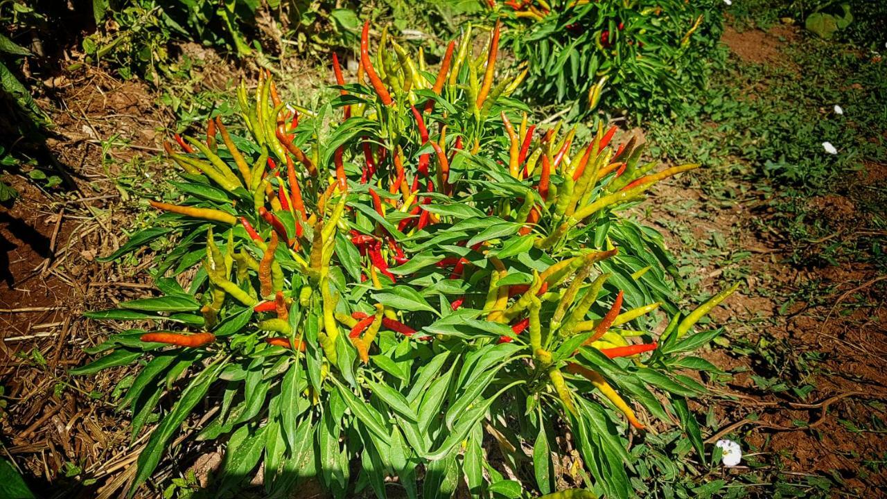 Sonnellino In Maremma Βίλα Massa Marittima Εξωτερικό φωτογραφία
